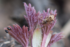 Episinus angulatus