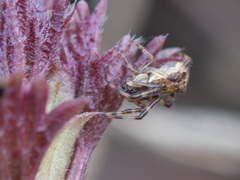Episinus angulatus