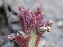 Episinus angulatus