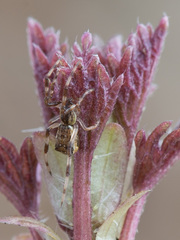 Episinus angulatus