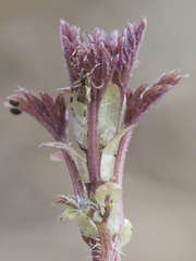 Episinus angulatus