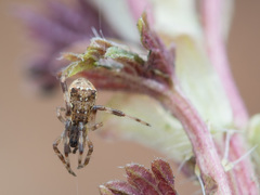 Episinus angulatus