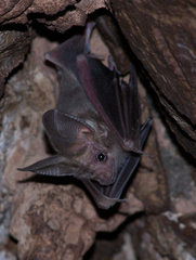 Macrotus californicus