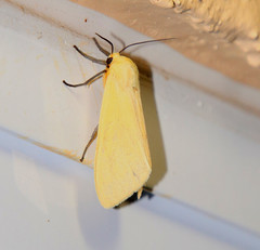 Pareuchaetes insulata