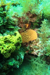 Holopsamma laminaefavosa