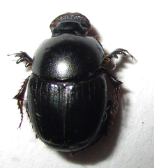 Euonthophagus carbonarius