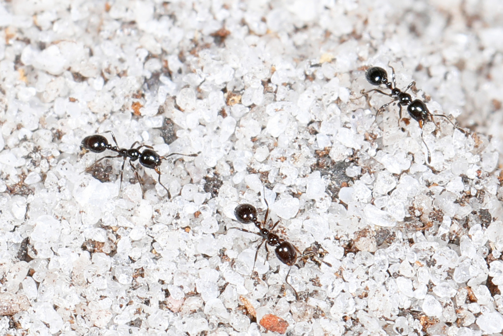 Monomorium viridum