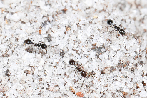 Monomorium viridum