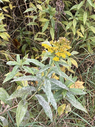 Didžioji rykštenė