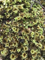 Mniodendron comosum