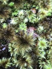 Mniodendron comosum