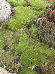 Abrotanella forsteroides