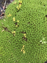 Abrotanella forsteroides