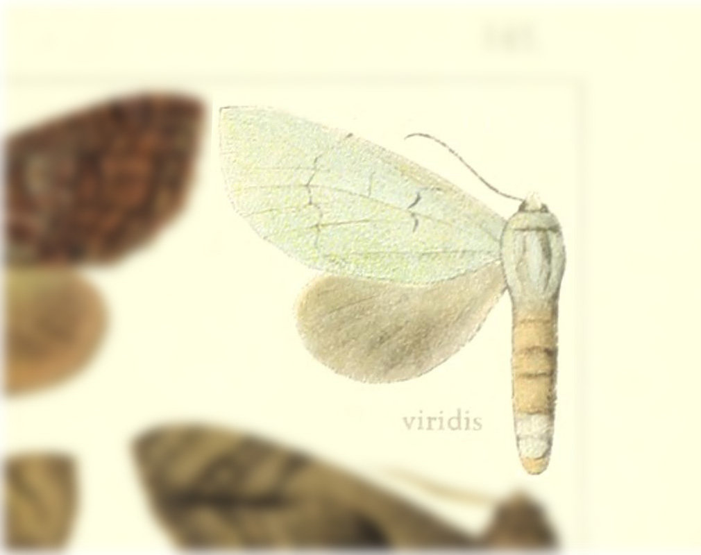Eragisa viridis