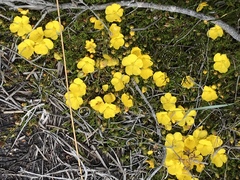 Hibbertia procumbens