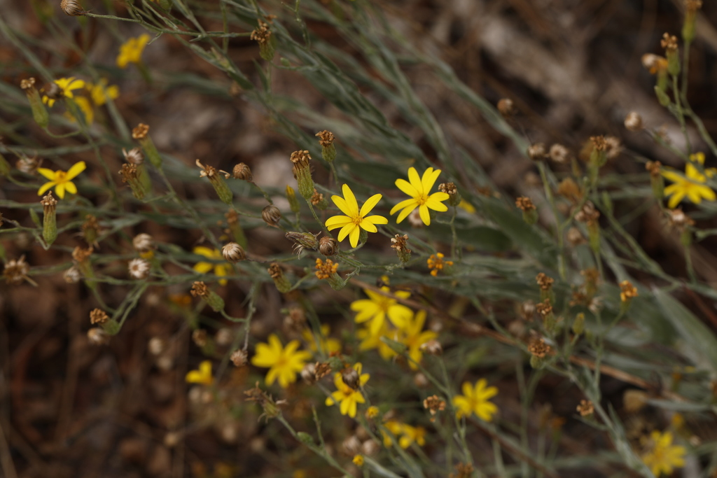 Scrub Goldenaster