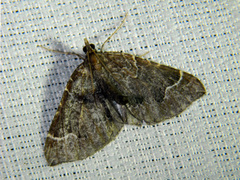 Eulithis flavibrunneata