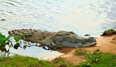 Orinoco Crocodile photo 5