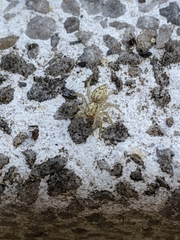 Phintelloides versicolor