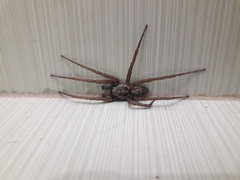 Xeropigo tridentiger