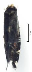 Tinea argodelta