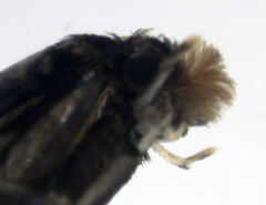 Tinea argodelta
