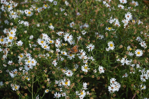 Pearl Crescent