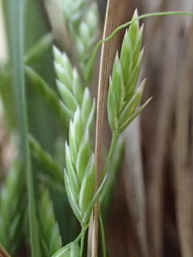 Poa sandvicensis observed 2025-03-20