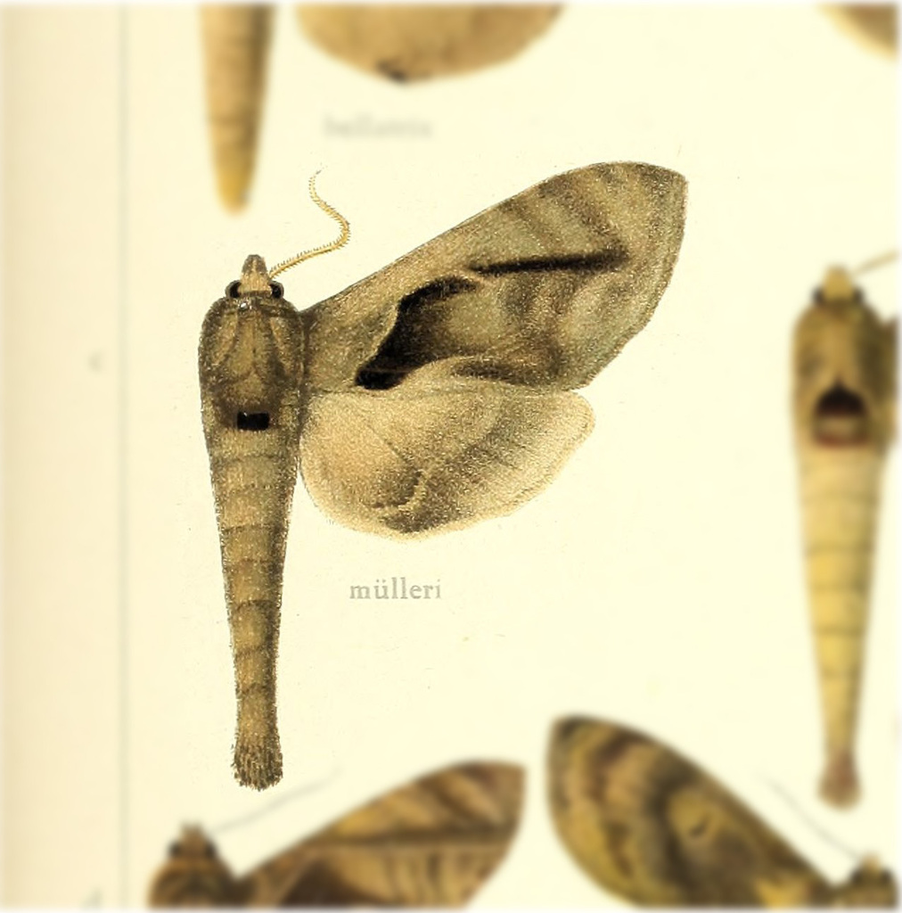 Crinodes biedermani