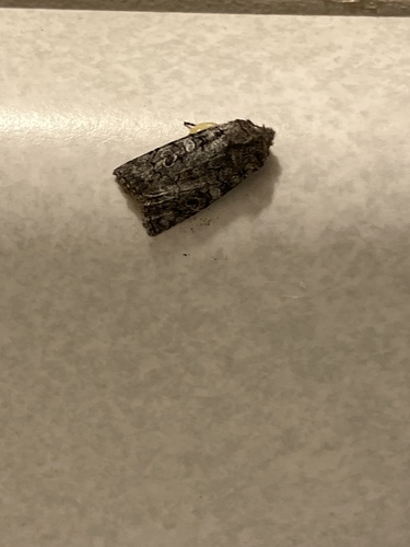 False Pinion Moth