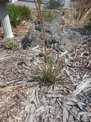 Stylidium armeria