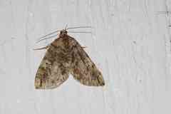 Hydriomena renunciata