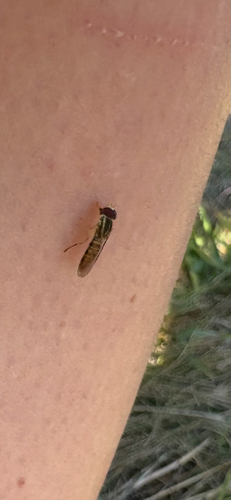 Unknown species found near VT-125, Weybridge, VT, US