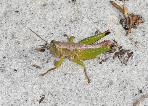 Dark-painted scrub grasshopper photo 2