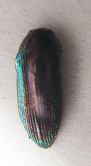 Acmaeodera foudrasi surcoufi