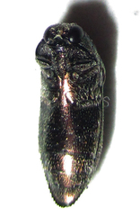 Acmaeodera foudrasi surcoufi