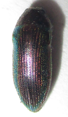 Acmaeodera foudrasi surcoufi