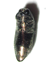 Acmaeodera foudrasi surcoufi