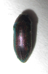 Acmaeodera foudrasi surcoufi