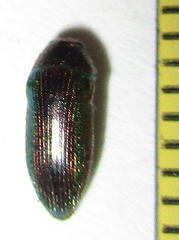 Acmaeodera foudrasi surcoufi