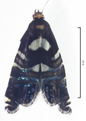 Glyphipterix zelota