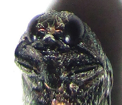 Acmaeodera foudrasi surcoufi