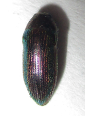 Acmaeodera foudrasi surcoufi