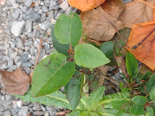 Italian alder in riparian habitat
