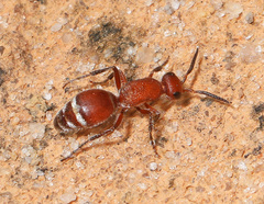 Timulla ornatipennis
