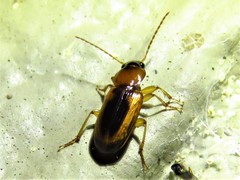 Stenolophus dissimilis