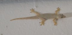 Hemidactylus platyurus image