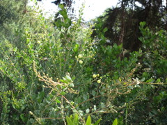 Acacia piligera
