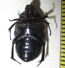 Clinteroides permutans