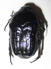Clinteroides permutans
